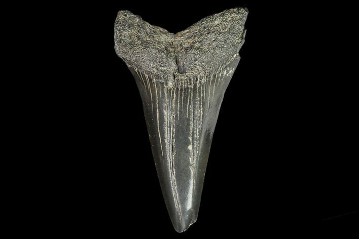 Fossil Mako Shark Tooth - South Carolina #128754